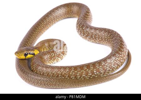 Aesculapian snake (Zamenis longissimus) Stock Photo