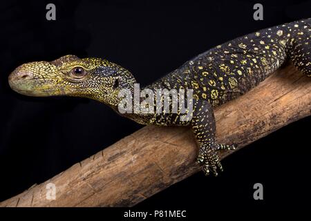 The Crocodile monitor (Varanus salvadorii) is the longest lizard species in the world. These tree dragons are endemic to Papua New Guinea and West Pap Stock Photo