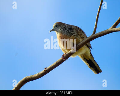 Dove Bird Island on branch and blue sky background. Stock Photo