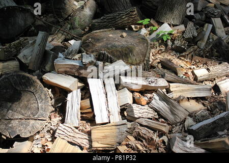 Many piles of firewood in the meadow. Stock Photo