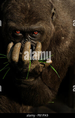 Wild lowland gorilla staring directly close up portrait