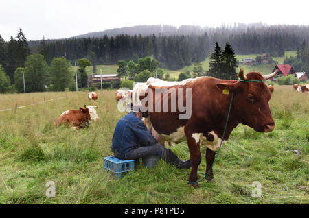 Polish dairy farmers milking cows by hand in the village Witow, Tatra County, near Zakopane, Poland. Stock Photo