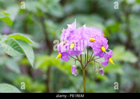 Solanum tuberosum. Potato 'Sarpo Blue Danube' flowers. Stock Photo