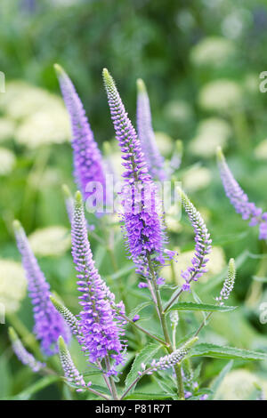 Veronica orchidea growing in an herbaceous border. Speedwell flowers. Stock Photo