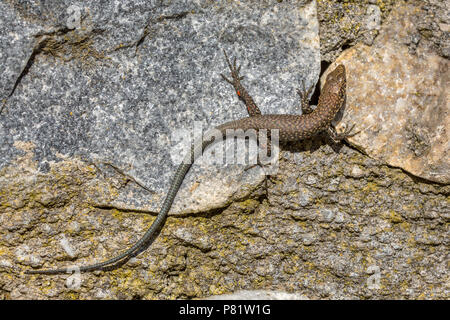 Greek rock lizard (Lacerta graeca) on granite stone wall Stock Photo