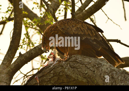 African Tawny Eagle Aquila rapax Stock Photo