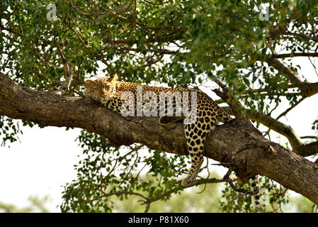 Female leopard sleeping on a tree Kruger Stock Photo