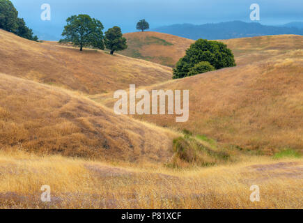 Hillsides, Acorn Ranch, Yorkville, Mendocino County, California Stock Photo