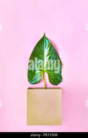Top view of a green leaf in a kraft box over pink background. Abstract nature concept. Stock Photo