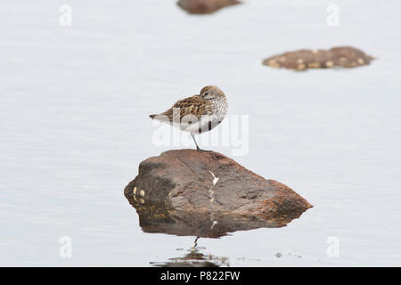 Dunlin (Calidris alpina) roosting Stock Photo