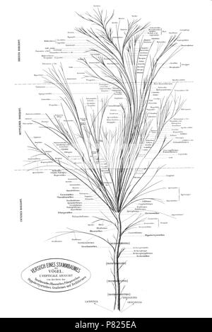 Phylogenetic tree of birds based on anatomy and morphology by Max ...