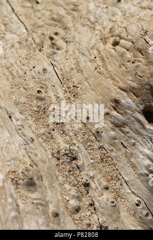 Grains of sand scattered on the surface of drift wood. Stock Photo