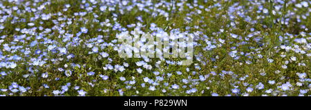 Nemophila (Baby Blue Eyes) Flower Field on Slope Hill at Hitachi Seaside Park, Ibaraki near Tokyo Japan Stock Photo