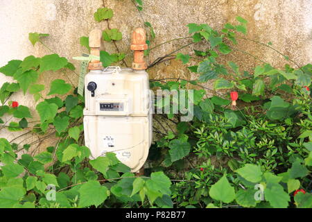 KAMAKURA JAPAN - MAY 2018 : Gas meter separate for private house, attach among beauty ivy, Meter Reading in Cubic meter. Stock Photo