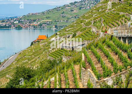 View on Lake Geneva in the direction of Lausanne from the beautiful Lavaux wine terrasses area in Switzerland Stock Photo