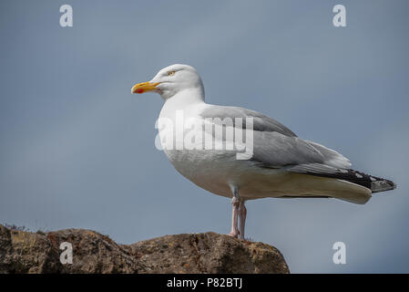 Looking up from a low angle of a  herring gull standing on a rock looking left with the clear blue sky in the background Stock Photo