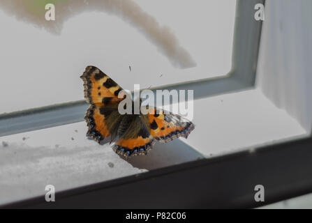 A close up of a small tortoise shell butterfly sitting on a windowsill with the sun pouring in casting a shadow Stock Photo