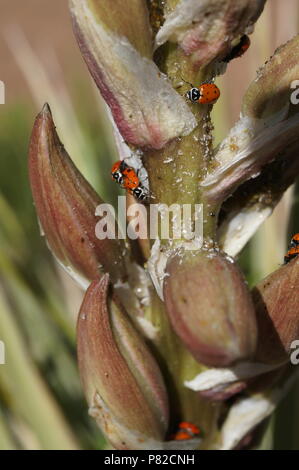 Mating lady bugs Stock Photo - Alamy