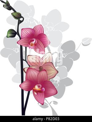 branch of pink orchids on a white background Stock Vector