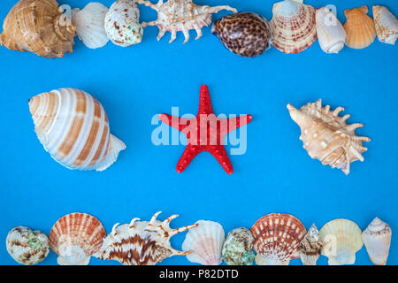 Frame of shells of various  size and red starfish on a blue background. . Flat lay. Stock Photo