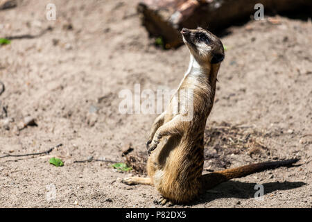 A close-up of the adult meerkat monitors its territory and birds, keeping calm for the rest of the surrikat on a warm summer day Stock Photo