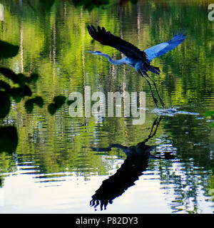 A Great Blue Heron flies low over the water at Simpkins Pond at Lake Wheeler Park in Raleigh North Carolina Stock Photo