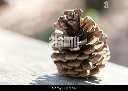 Close up of a beautiful woody pinecone on a wooden surface in soft summer backlight. The details, scales and structures of the cone well visible Stock Photo