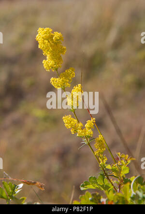 Yellow flowers of Lady's bedstraw, also known as Yellow bedstraw Stock Photo