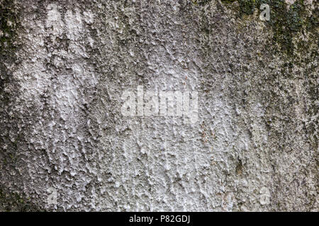 moldy rough surface pattern texture background Stock Photo