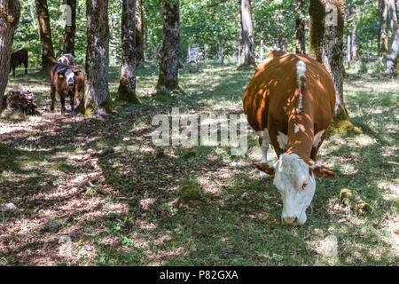 A group of cows grazing in the woods, having a hard time finding food because of the drought. Stock Photo