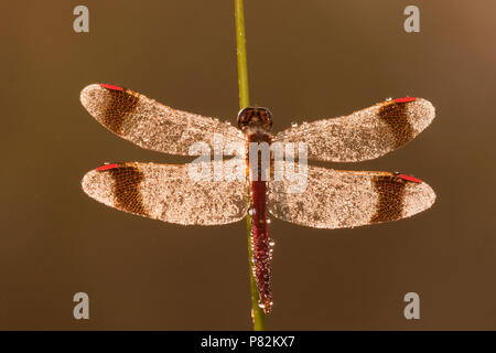 Bandheidelibel nat van de dauw; Banded darter wet from the dew Stock Photo