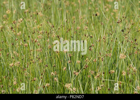 Biezen in een kwelder op Schiermonnikoog; Grasses at tidal zone on Schiermonnikoog Stock Photo