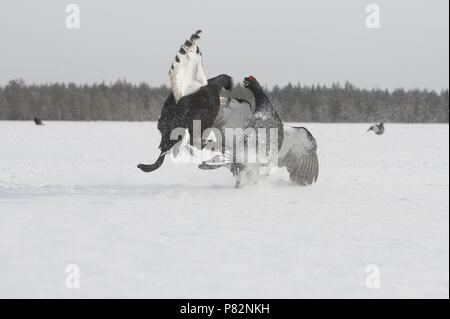Black Grouse males lekking; Korhoen mannetjes baltsend Stock Photo