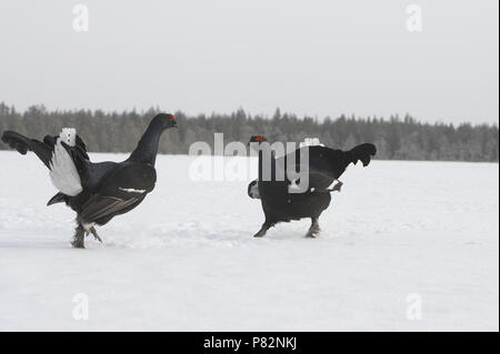 Black Grouse males lekking; Korhoen mannetjes baltsend Stock Photo