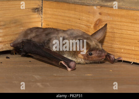 Vale Vleermuis, Greater Mouse-Eared Bat, Myotis Myotis Stock Photo