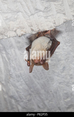 Vale vleermuizen in winterslaap, Greater Mouse Eared Bat in hibernation Stock Photo