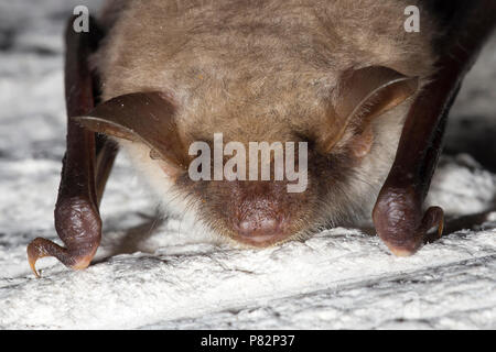 Vale vleermuizen in winterslaap, Greater Mouse Eared Bat in hibernation Stock Photo