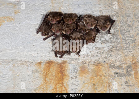 Vale vleermuizen in winterslaap, Greater Mouse Eared Bats in hibernation Stock Photo