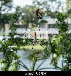 Golden orb weaver spider. Miami, Florida, USA Stock Photo