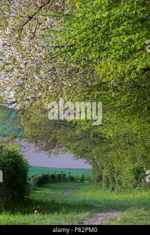 Gulperberg, Limburgs landschap, Netherlands Stock Photo