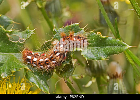 A Knot Grass Moth caterpillar  (Acronicta rubicis) Stock Photo