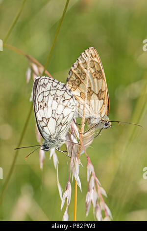A mating pair of Marbled White butterflies Stock Photo