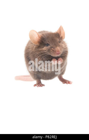 Huismuis, House Mouse, Mus musculus