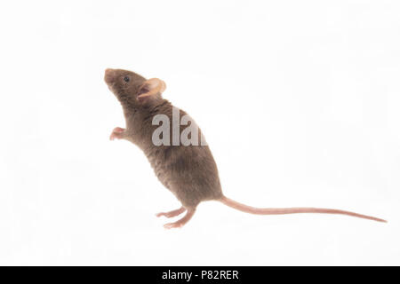 Huismuis, House Mouse, Mus musculus