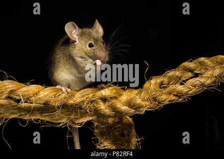 Huismuis op een touw; House Mouse on a rope