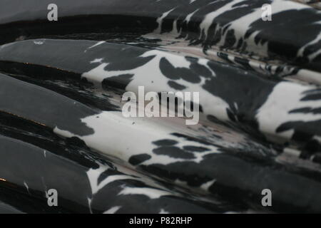 Aangespoelde Bultrug; Humpback Whale washed ashore Stock Photo