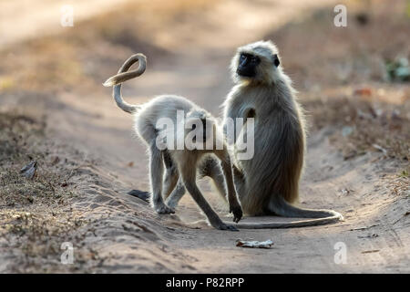 Adult & juvenile Northern Plains Langur running on a track in Bandavgarh NP, India. March 2017. Stock Photo