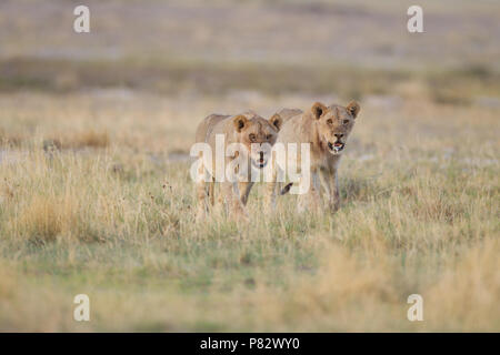 Two juvenile desert Kalahari lions patrolling the area Stock Photo