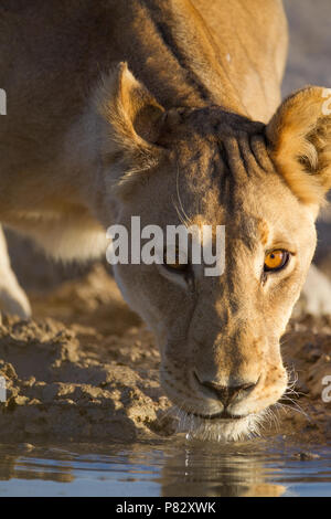 Lioness drinking water from a pond Etosha Stock Photo