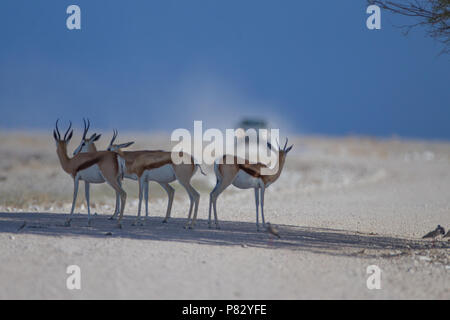 Safari car approaching to gazelles on the road, adventure, safari  game drive in Etosha Stock Photo